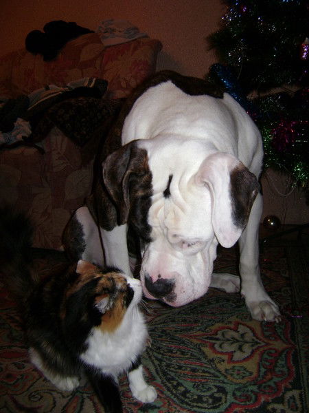 Кирилл Павлов