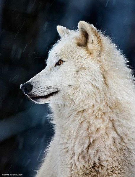 Денис Богатырёв