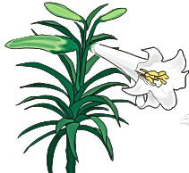 Флора Дизайн