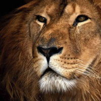 Андрей Кравченко