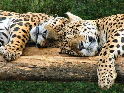 Татьяна Борейко