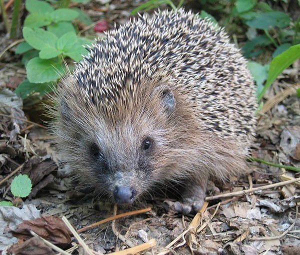 Оксана Ширинская