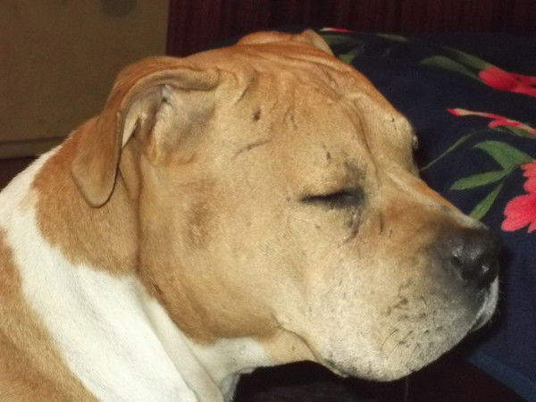 Николай Желнин