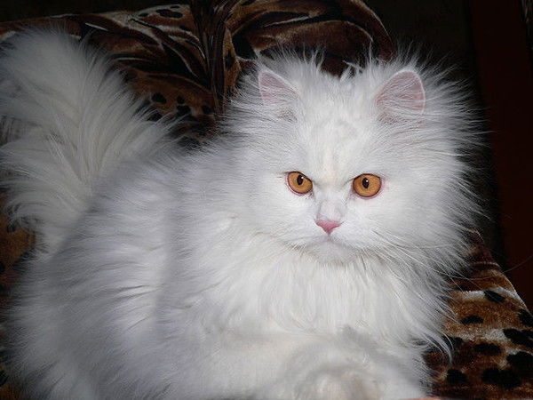 Майя Криницкая