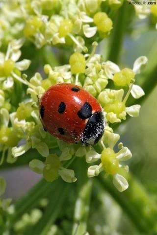 Светлана Шепелева