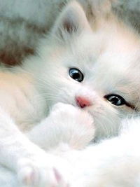 Лиза Костенко