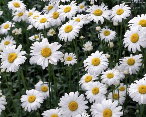 Наталия Короленко