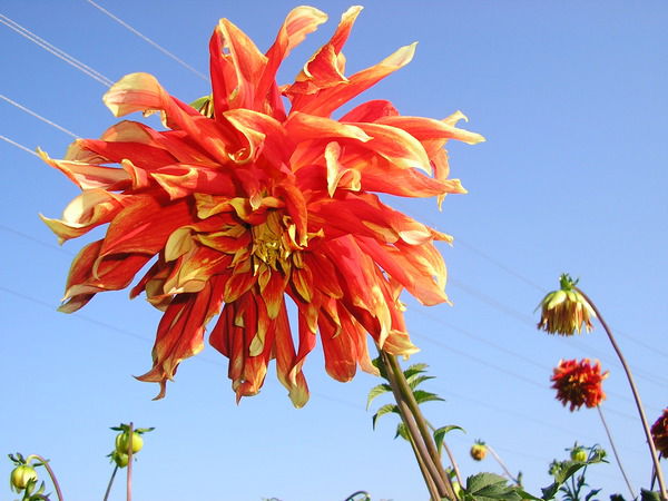 Римма Эйснер