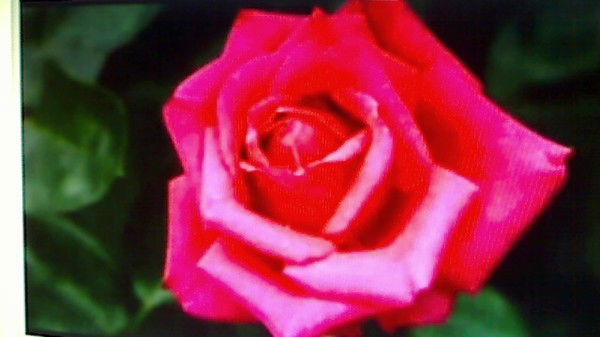 Светлана Света