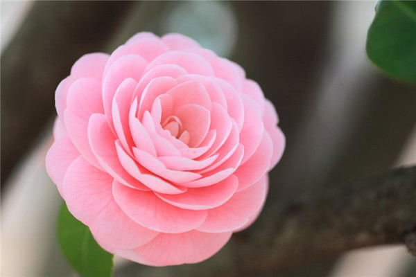 Елена Алексеевна