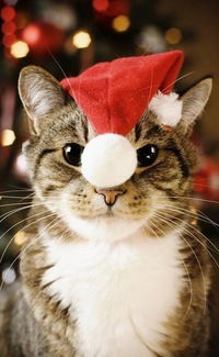 Анна Подольская