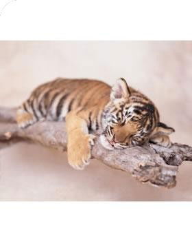 Анюта Кречетова