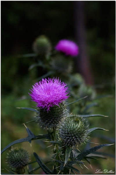 Колючка Злючковна