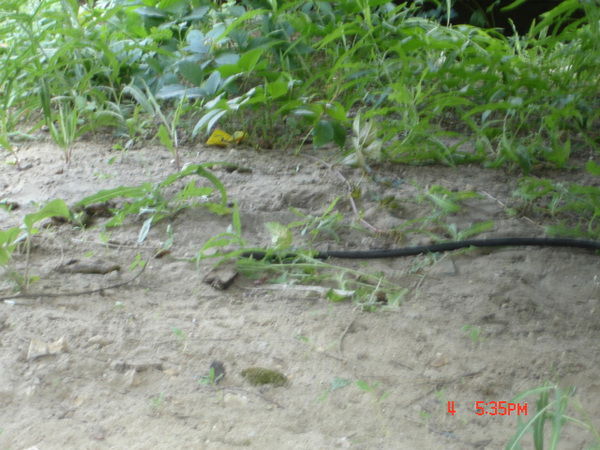 Милош Красич