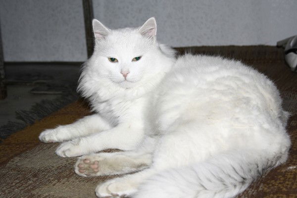 Ильнур Джангазиев