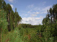 Елена Тюрина