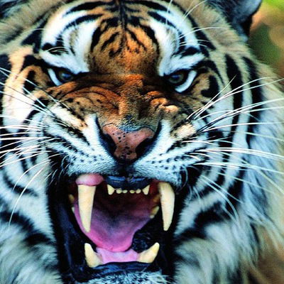 Андрей Зольников