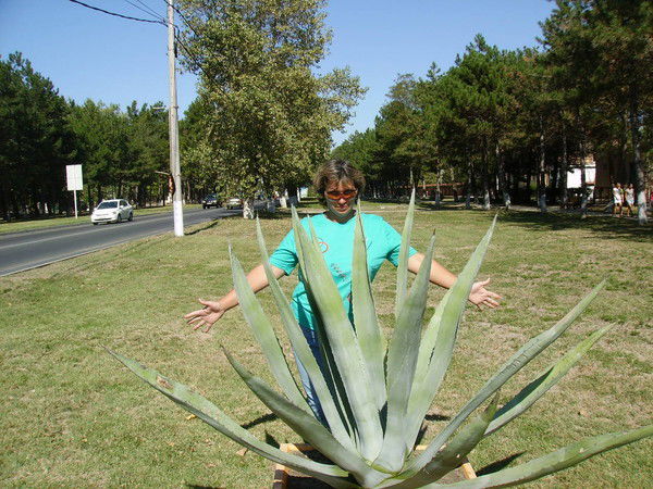 Елена Рябошапка