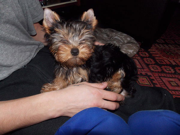 Анастасия Дубцова