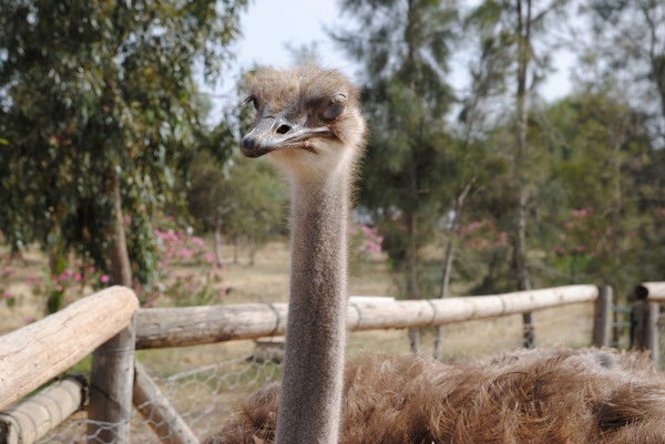 Павел Кузнецов