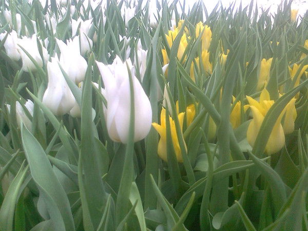 Гуля Дадаева