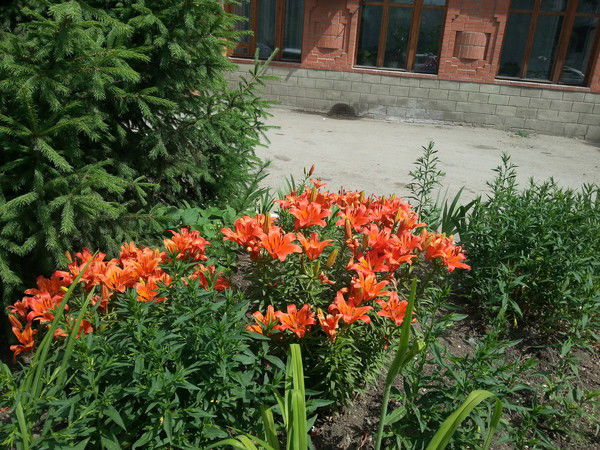 Кылышбекова Нурсауле