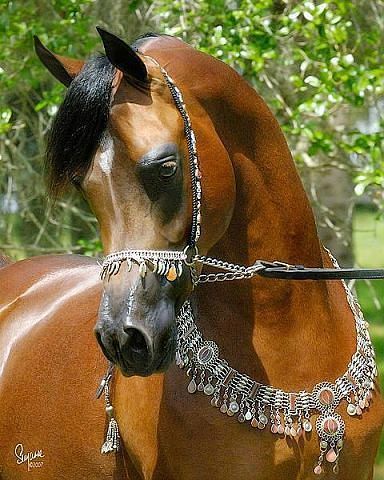 Светлана Шиндич