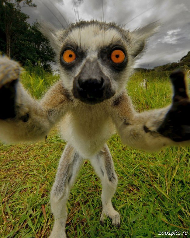 Виталий Чередов