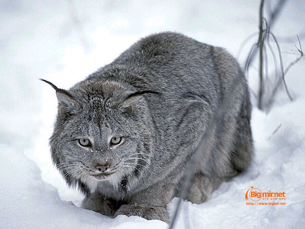 Ирина Ирина