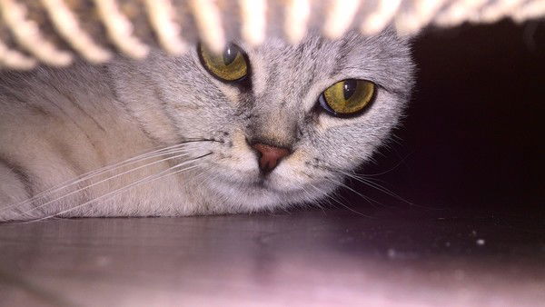 Юлия Копылова