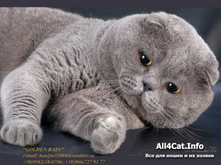 Ирина Лагуткина