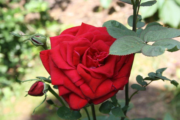 Анастасия Сугак