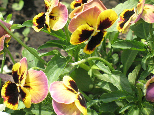 Галина Искорцева