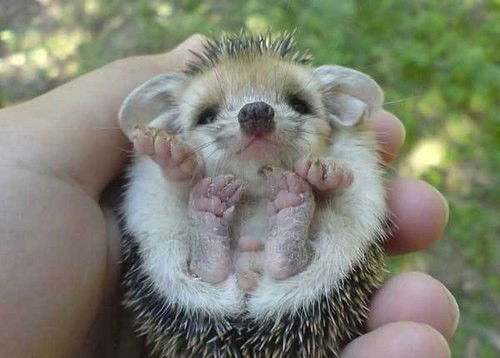 Анатолий Усов