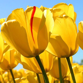 Ирина Лукьянова