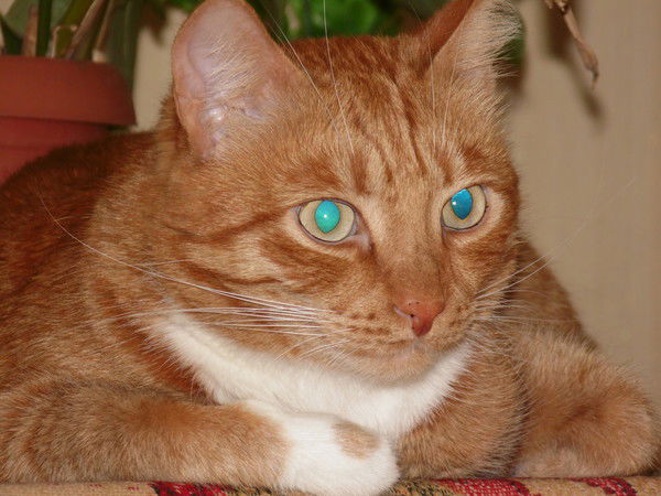 Сергей Чильдинов