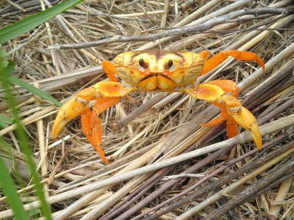 Олег Талесников