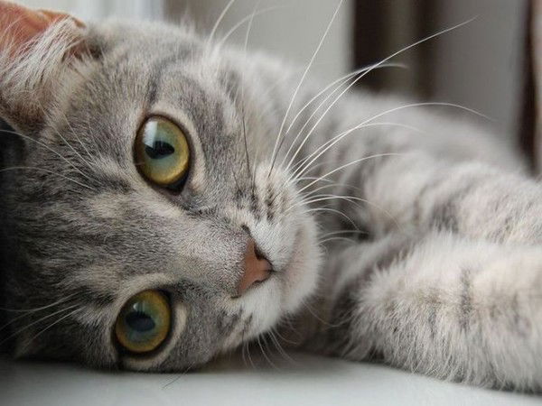 Юрий Никитин