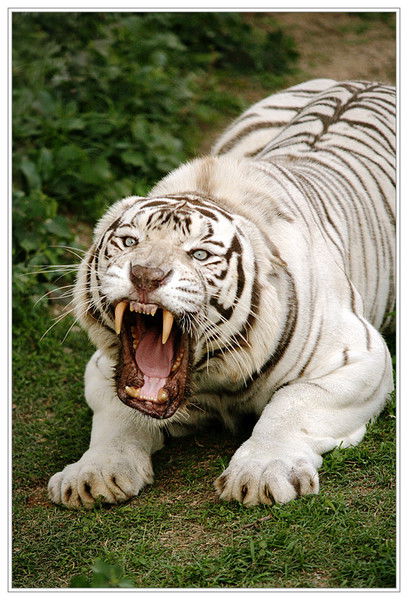 Виолетта Им