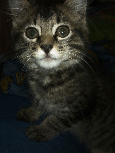 Павел Верещагин