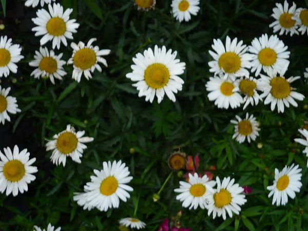 Инна Жаркова