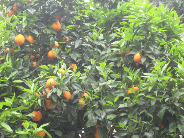 Александра Брызгалова