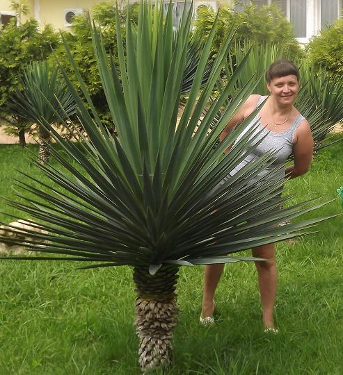 Елена Петушкова