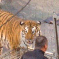 Маша Стряпан