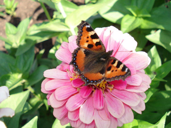 Резеда Ибрагимова