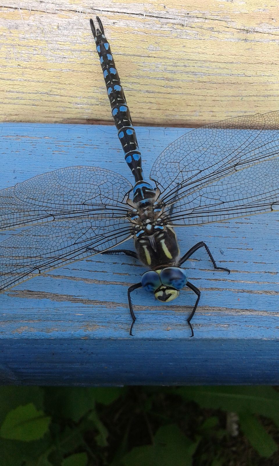 Наталья Бикбаева