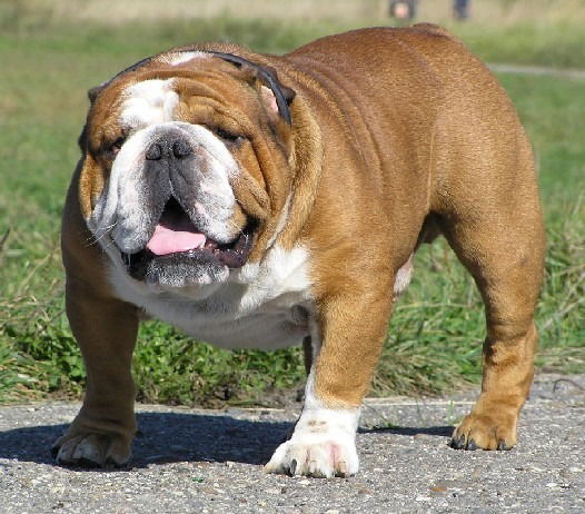 Антон Киреев