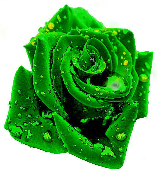 Леха Алексеев