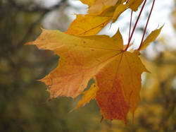 Владимир (Клён Кудрявый)