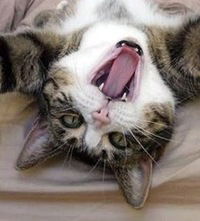 Дарья Полоротова